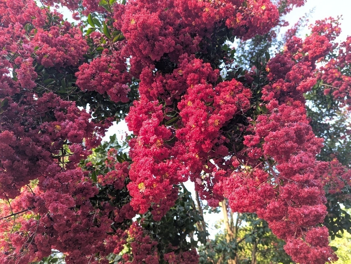 A pink crepe myrtle